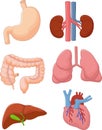 Cartoon Internal organ set