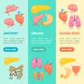 Cartoon Internal Organs Funny Emotions Banner Vecrtical Set. Vector