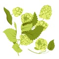 Cartoon isolated Humulus lupulus herb, green branch with fresh hop cones and leaf, organic natural malt ingredient for