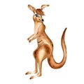 Cartoon kangaroo watercolor illustration isolated on white background. Royalty Free Stock Photo