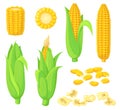 Cartoon kernels maize. Green corncob with leaf, ear golden corn, grain sweetcorn, cob vegetable plant, white seed