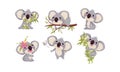 Cartoon Koala Animal with Big Ears and Nose Climbing Bamboo and Eating Leaves Vector Set