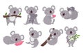 Cartoon koalas. Cute australia bear sleep, wild koala on a branch and animal with baby vector illustration set Royalty Free Stock Photo