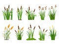 Cartoon lake aquatic plants. Swamp cattails, marsh reed and blooming bulrush vector illustration set Royalty Free Stock Photo