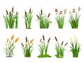 Cartoon lake aquatic plants. Swamp cattails, marsh reed and blooming bulrush vector illustration set