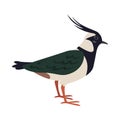 Cartoon lapwing icon on white background. Royalty Free Stock Photo