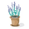 Cartoon lavender in pot . Flat vector illustration. Fragrant violet flowers on white background. Decorative home plant Royalty Free Stock Photo