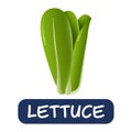 Cartoon lettuce vegetables vector isolated on white background Royalty Free Stock Photo