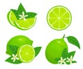 Cartoon lime. Fresh whole, half and part citrus. Organic fruit with leaves and blossom. Green and juicy ingredient Royalty Free Stock Photo