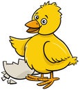 cartoon little yellow chick hatched from egg Royalty Free Stock Photo