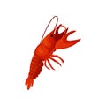 Cartoon lobster on white background. Crayfish concept.