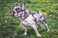 Cartoon looking french bulldog