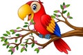 Cartoon macaw on tree branch