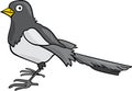 Cartoon Magpie