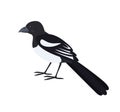 Cartoon magpie icon on white background. Royalty Free Stock Photo