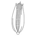 Cartoon maize ear coloring page. Vector illustration of mature corn. Black and white corn cob