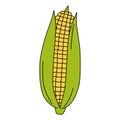 Cartoon maize ear. Vector illustration of mature corn isolated on white. Colorful corn cob Royalty Free Stock Photo