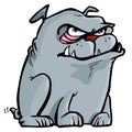 Cartoon of mean bulldog Royalty Free Stock Photo