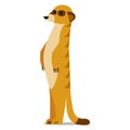 Cartoon Meerkat Isolated On Blank Background Royalty Free Stock Photo