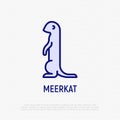 Cartoon meerkat thin line icon. Modern vector illustration of suricate