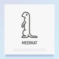 Cartoon meerkat thin line icon. Modern vector illustration of suricate