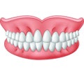 Cartoon model of teeth on white background
