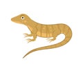 Cartoon monitor lizard in flat style for abc book. Vector illustration