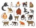 Cartoon monkeys. Exotic tropical animals. Different types of primate breeds. Mandrill and bekantan. Climbing lemur. Funny