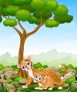 Cartoon mother leopard and cub leopard in the jungle Royalty Free Stock Photo