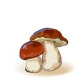 Cartoon mushrooms and autumn leaves Izolated vector