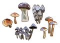 Cartoon mushrooms. Poisonous and edible mushroom, chanterelle, cep, amanita and truffle isolated vector illustration set. Forest Royalty Free Stock Photo