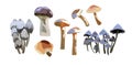 Cartoon mushrooms. Poisonous and edible mushroom isolated vector illustration set. Forest wild mushrooms types Royalty Free Stock Photo