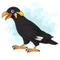 Cartoon myna bird on white background