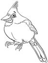 Cartoon northern red cardinal bird character coloring book page