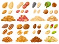 Cartoon nuts. Almond, peanut, cashew, hazelnut nuts, sunflower seed and pistachio, nut food isolated vector illustration