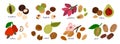 Cartoon nuts. Natural food product. Different types hazelnuts and macadamia. Almond seeds or flowers. Nutmeg and