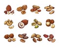 Cartoon nuts and seeds. Hazelnut and coconut, beans and peanut. Isolated vector set Royalty Free Stock Photo