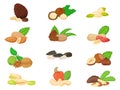 Cartoon nuts and seeds, walnut, almond, sunflower and pumpkin seed. Pine and brazil nut, pistachio, cashew, peanut Royalty Free Stock Photo