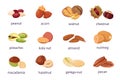 Cartoon nuts. Walnut, hazelnut, pistachio and peanut icon. Healthy organic almond, acorn, ginkgo and kola nut. Food
