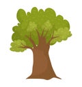 Cartoon oak tree with lush green foliage and detailed brown trunk. Isolated nature, park or forest element vector