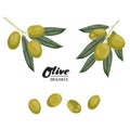 Cartoon olives. Ripe green vegetable. Vegetarian delicious.