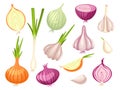 Cartoon onion and garlic. Organic onions, fresh spring raw vegetables. Cut white and red vegan food, cutting half and Royalty Free Stock Photo