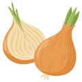 Cartoon onion, raw fresh vegetable. Seasoning vegetable, whole and half, organic vegetables for healthy lifestyle flat vector Royalty Free Stock Photo