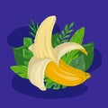 Cartoon open banana with tropical leaves and blue background. Delicious juicy treat. Vector flat illustration