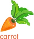 Cartoon orange carrot with green tops and title on white background