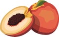 Cartoon of a orange red and yellow nectarine fruit with green leaf half a nectarine with brown seed vector illustration on white Royalty Free Stock Photo