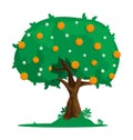 Cartoon orange tree with citrus fruits. Harvesting exotic fruits. Flat vector isolated on white background Royalty Free Stock Photo