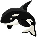 Cartoon Orca Whale Killer Whale Royalty Free Stock Photo