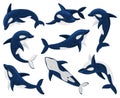 Cartoon orca whales, sea predator killer whale. Sea creature orca whale, underwater fauna killer whales isolated vector