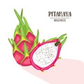 Cartoon organic pitahaya. Vector illustration. Dragonfruit isolated on white background